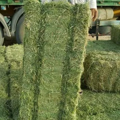 FreshSeal Alfalfa Hay