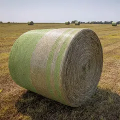 Natural Rhodes Grass Bale