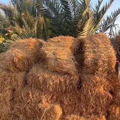 Desert Gold Rhodes Hay