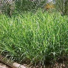GreenField Rhodes Grass