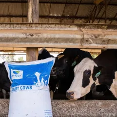 Complete Dairy Nutrition Feed