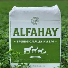 Premium Packed Alfalfa Hay