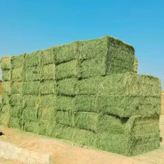 Premium Rhodes Grass Hay