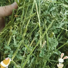 GreenGold Alfalfa Cubes