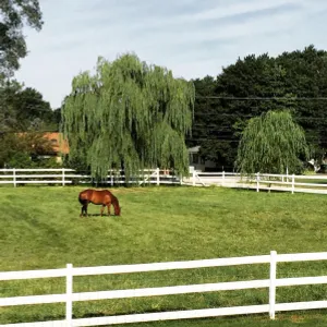 EquiGrass Premium Rhodes