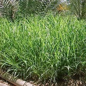 GreenField Rhodes Grass