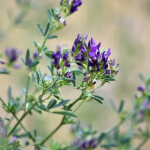 GreenHarvest Premium Alfalfa Cubes