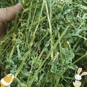 GreenGold Alfalfa Cubes