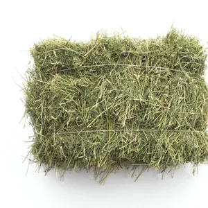 Premium Rhodes Grass Hay