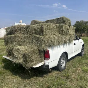 Export Quality Packed Alfalfa Hay