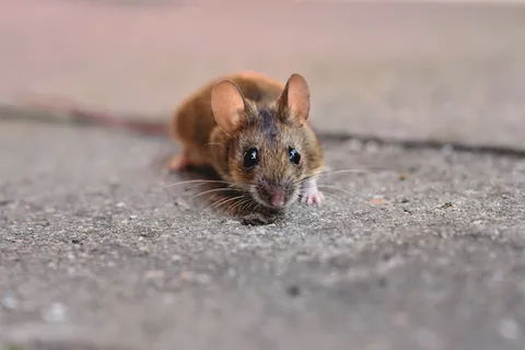 Rodent control