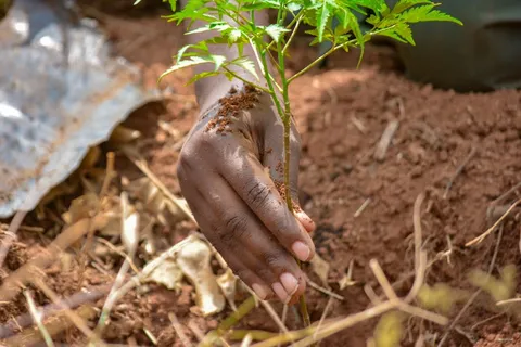 Tree planting