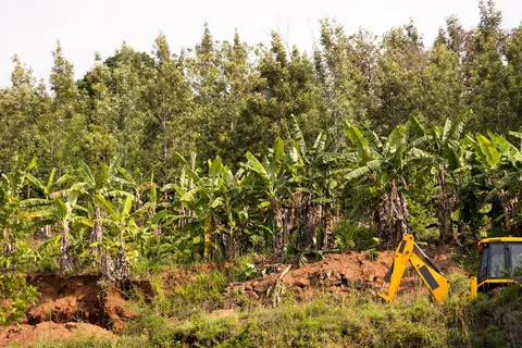 Land clearing