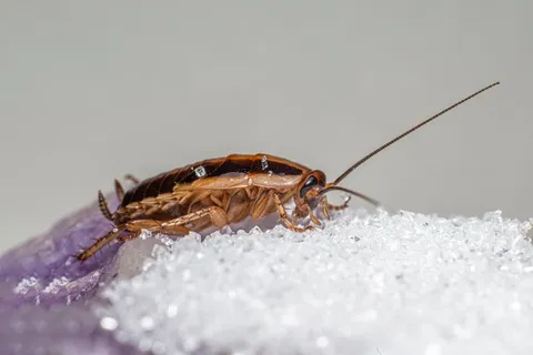 Cockroach control