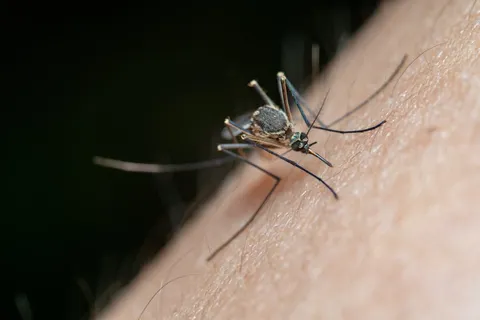 Mosquito control treatment