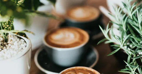 Morning Glory