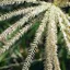 Rhodes grass