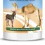 Camel grazing feed