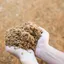 Camel breeding feed