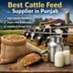 Cattle & Dairy Feed