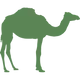 Camel Feed