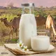 Camel Feed