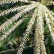 Rhodes grass