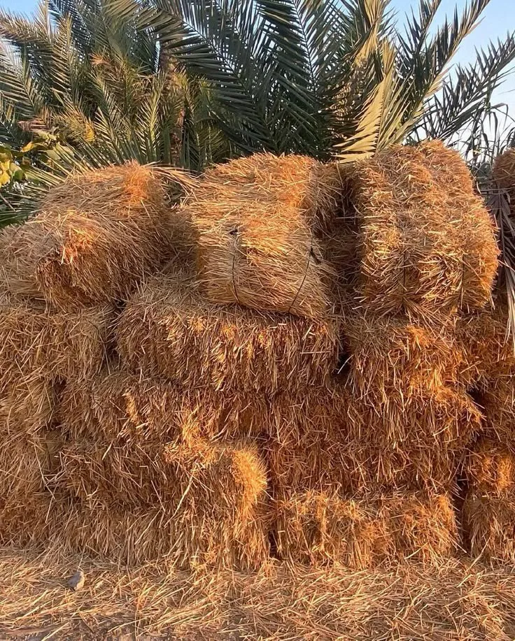 Desert Gold Rhodes Hay