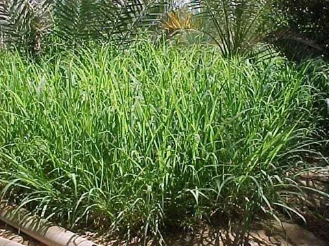 GreenField Rhodes Grass