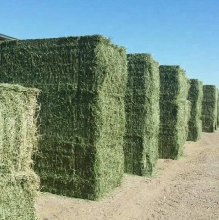 Export Quality Rhodes Grass