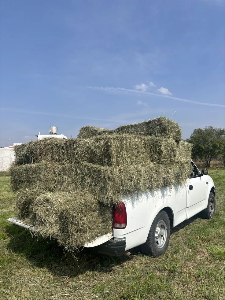 Export Quality Packed Alfalfa Hay