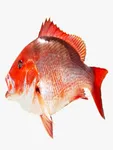 Red snapper whole