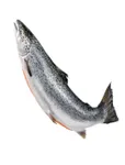 Salmon whole