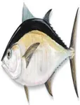 Tuna whole