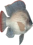 Whole Tilapia