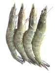 Prawns