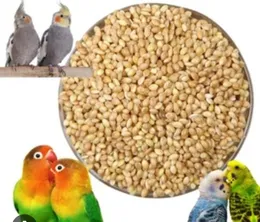 Love Birds Food l Bird Feed Lovebirds l Bird Feed Millet l Bird Feed Bajiri 500g