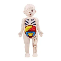Human Organ Model Assembled Toy