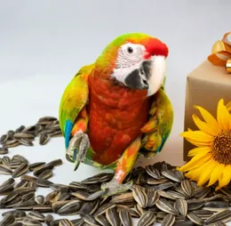 Sunflower Bird Seeds l Bird Feed Sunflower l Sunflower Bird Feed l Sunflower Parrot Food l Sunflower cocktail feed l Sun