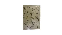 Pack of 05 , 20 Fly Glue Trap Sticker Paper/Sticky Traps for Home Flies