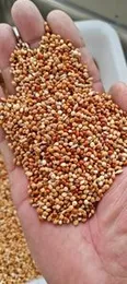 Millet - Bird FeedÂ Mix 1kg