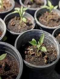 10cm Nursery Pots Flower Pots -10 Black Plastic Plant Pots