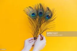 Mivaan Traders Mor Pankh Real Peacock Feather Original Tails DÃ©cor Big and Small Size for Home use Lizards Pujan, Multicolor, Pack of 25