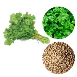Coriander seeds à¶à·à¶­à·à¶­à¶¸à¶½à·à¶½à· à¶à¶§ à®à¯à®¤à¯à®¤à®®à®²à¯à®²à®¿ à®à¯à®à¯à®à¯ 100g