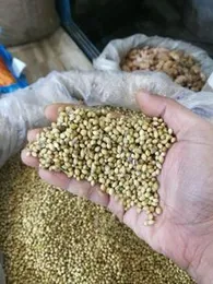 Coriander Seeds 500g
