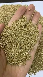 Cannery Seeds For Birds 1kg