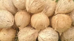 Fresh coconut (5pcs)
