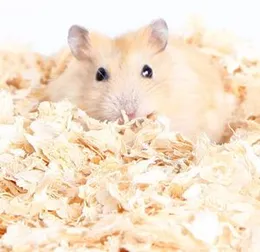 Hamster Pet Sawdust 500g for Pets Squirrel Chinchilla Hamster Rat Guinea Pigs Grinding Chew Small Cage Bedding Wood Sawdust Hamster Bedding Wood Flake