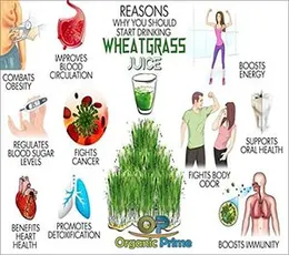 Organic Prime Wheat Grass Powder ( Immune Support , Rich in Chlorophyll, Antioxidants, Fatty Acids, Fibers and Minerals ) - 100 GM by Organic Prime