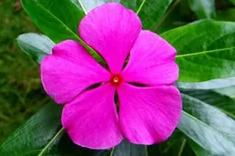 Neotea Flax Nithya Kalyani Catharanthus Roseus Powder, 300 Gm